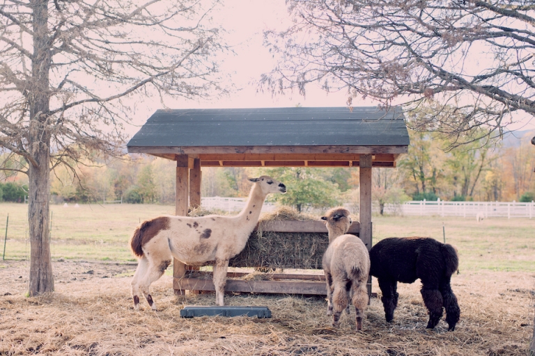 farm wedding joyeuse photography