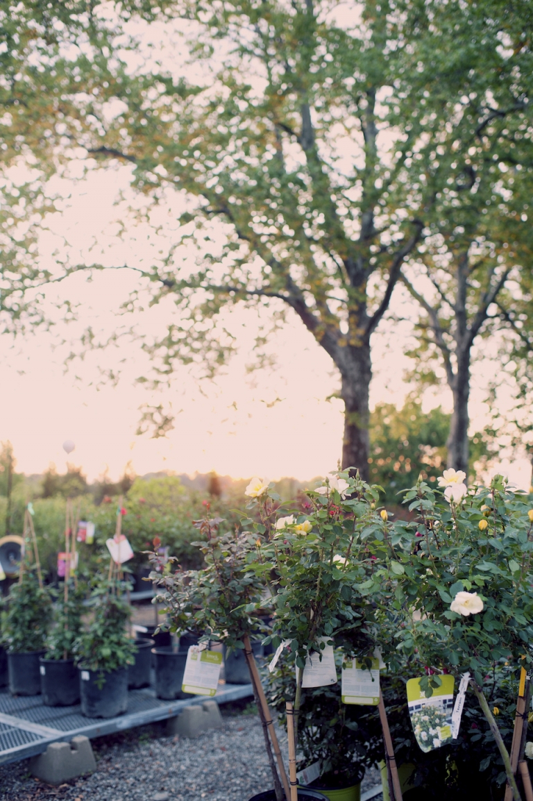 terrain at styers joyeuse photography