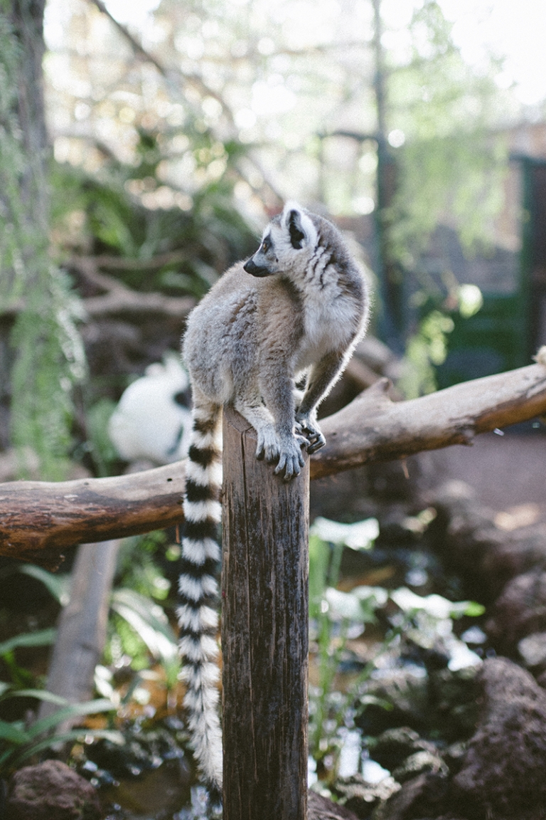 oasis wildlife fuerteventura