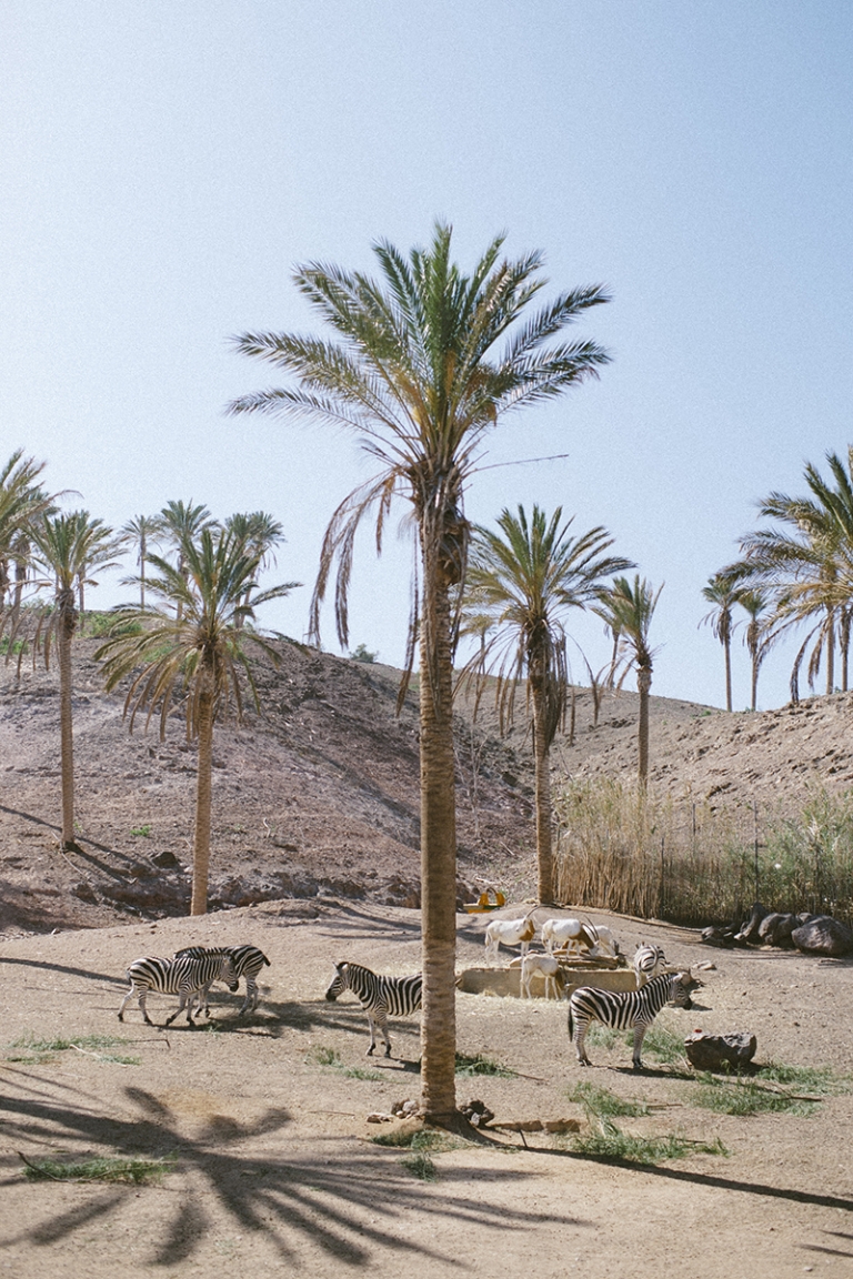 oasis wildlife fuerteventura